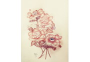 Rose e anemoni  - sanguigna su carta