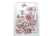 Rose e orchidee  - sanguigna su carta